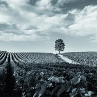 Partner The essence of Franciacorta photo